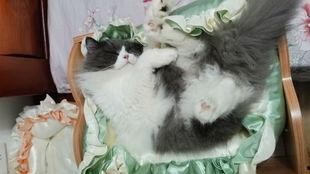 日韩的小猫咪视频网站,小猫咪视频网站带你领略治愈系萌态